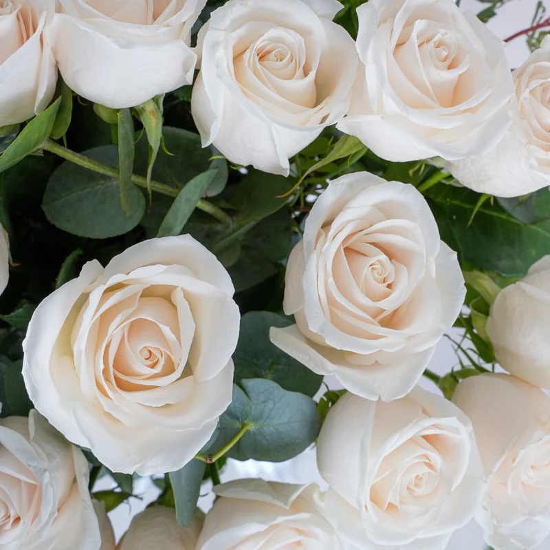 Close-up of 100 white roses in vase with lush green leaves by Bloom Marbella