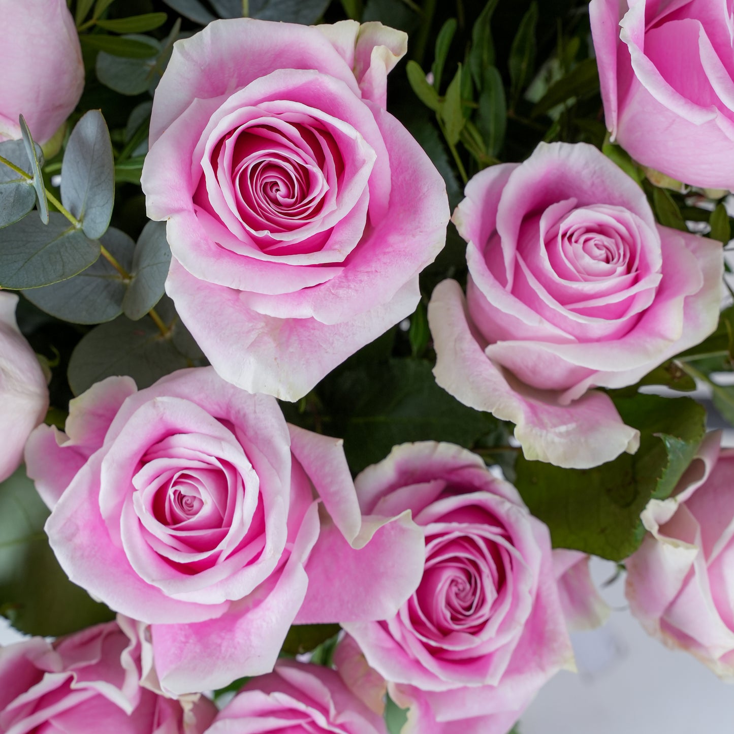Close-up of 12 pink roses in vase - Bloom Marbella with delicate petals and green foliage