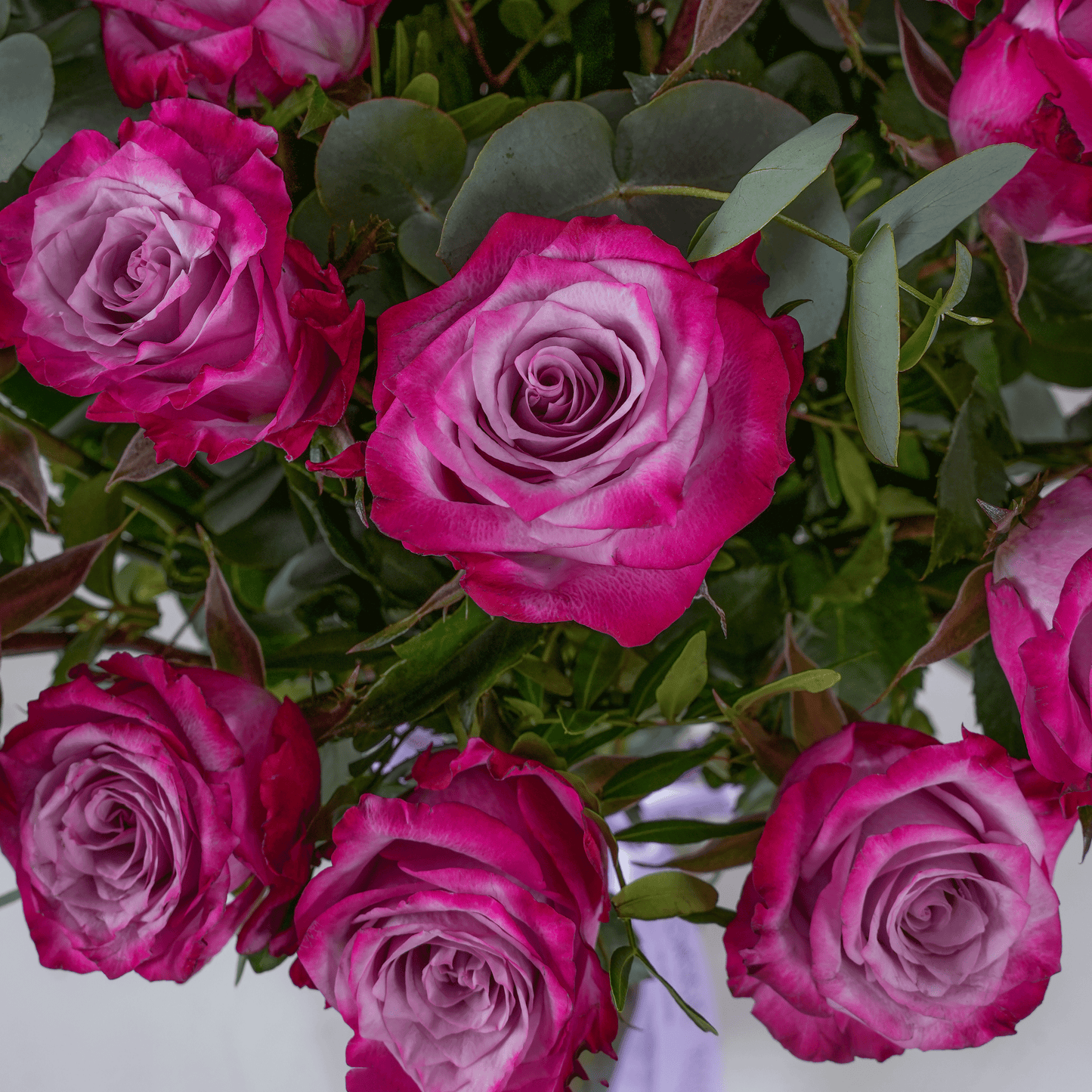 Close-up of 50 purple roses in vase with lush green leaves by Bloom Marbella