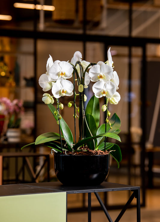Crown Atelier - Bloom Marbella