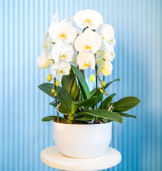 White Orchids in a White Pot