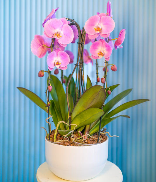 Pink Orchids in a White Pot