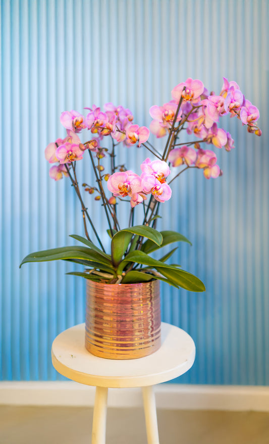 Pink Orchids in a Pink Metallic Pot