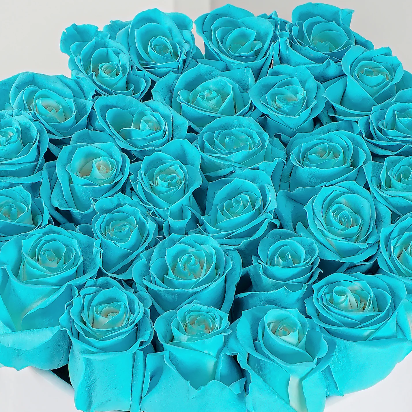 Close-up of vibrant blue roses tightly arranged in a blue rose hatbox by Bloom Marbella